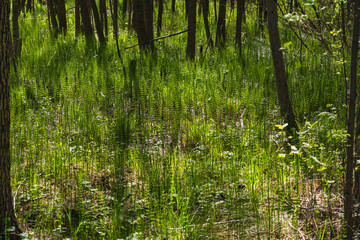Landscape of a forest in a wetland with the bottom covered by horsetail