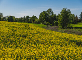 Fields of yellow rapeseed in early spring under a blue sky
