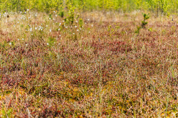 landscape of vegetation on a transitional peatland on the lake