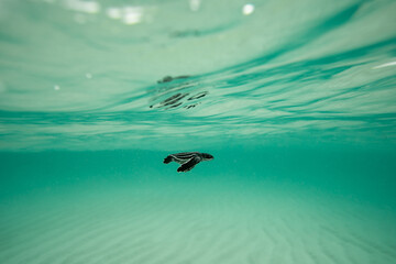 Leatherback Sea Turtle hatchling swimming in the ocean underwater