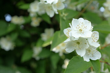 Obraz premium White philadelphus coronarius flowers with green leaves. Also called English dogwood.