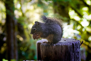 Wild Squirrel and Its Meal
