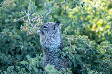 Ceanothus cordulatus, Rhamnaceae, mountain whitethorn, whitethorn ceanothus. Glacier Point,  Yosemite National Park, California. Sierra Nevada. California ground squirrel (Otospermophilus beecheyi)
