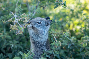 Ceanothus cordulatus, Rhamnaceae, mountain whitethorn, whitethorn ceanothus. Glacier Point,  Yosemite National Park, California. Sierra Nevada. California ground squirrel (Otospermophilus beecheyi)