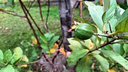 Unripe Guava Fruits (Psidium guajava) Hanging on Tree in Tropical Garden, Natural Fruit Close-Up for Farming, Botanical Research, Agriculture, and Eco-Friendly Themes	