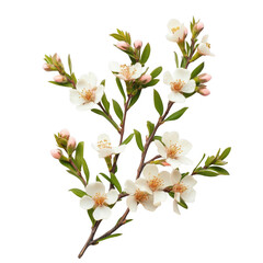 Fototapeta premium Delicate white flowers blooming on a branch against a black background spring blossoms nature beauty