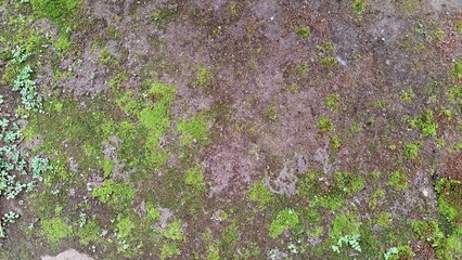 Moss Damage on Damp Wall Surface. Wild Moss Growth Weakens Building Structure, Causes Wall Deterioration, Cracks, and Moisture Problems in Old and Poorly Maintained Constructions	