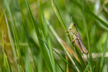 grasshopper sitting on a grass