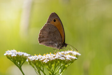 butterfly on a flower