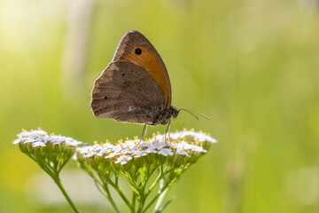 butterfly on a flower
