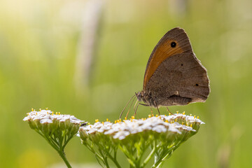 Obraz premium butterfly on a flower