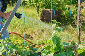 Close up of hand with hose watering cucumber plants on raised garden bed