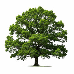 Obraz premium Lush green deciduous tree with spreading branches and dense foliage isolated on a transparent background