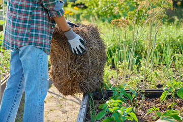 Female gardener with a bundle of hay for mulching raised wooden beds