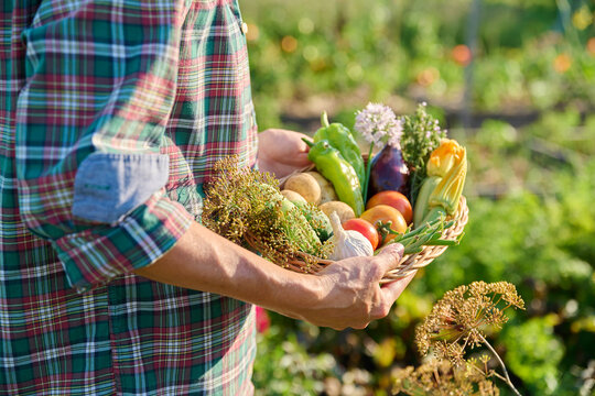 Basket with harvest of fresh vegetables herbs edible flowers in hands of female in garden - Powered by Adobe