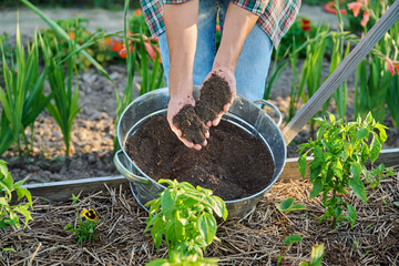 Humus, compost, dark wet fertile soil in hands of gardener
