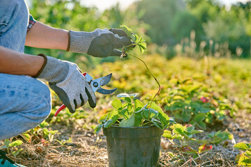 Female with pruning shears strawberry bush in pot showing plant with air layering roots