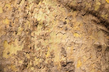 Textured surface of a weathered tree trunk reveals its intricate patterns and colors in a serene forest setting during early morning light