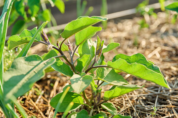 Close up of young eggplant plant in vegetable garden
