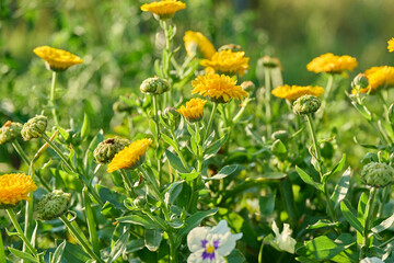 Close up of blooming orange terry Calendula bush in summer garden