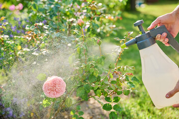 Spray in hands spraying rose bush, treatment against insect pests, fungal diseases