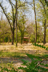Serenity in the woods during midday with a view of a rustic shelter surrounded by lush greenery and...