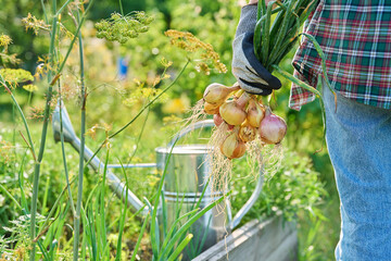 Woman gardener holding freshly picked onions, summer vegetable garden background