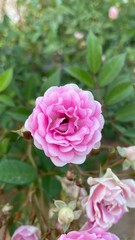 pink roses in garden