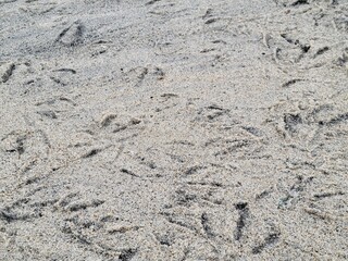 Bird Tracks Pattern in Soft Beach Sand