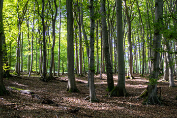 Fototapeta premium Sunlit forest with tall trees and leaf-covered ground