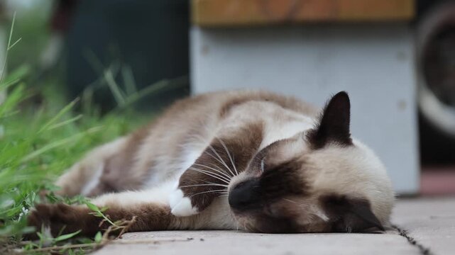 Siamese Cat Bathing Itself