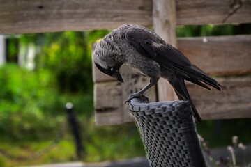 A curious black crow standing on the back of a chair.