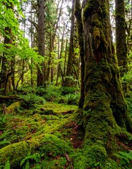 Obraz premium Lush green forest floor