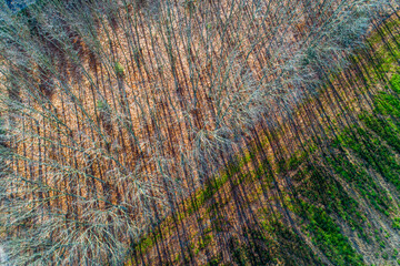 The rich textures and colors of an autumn woodland from above abstract nature concept