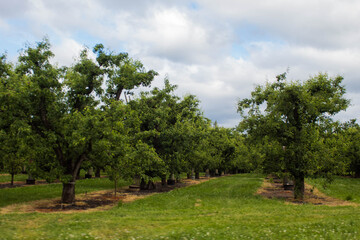 Apple Orchards of Oregon's Countryside