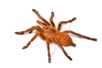 Closeup of the orange baboon tarantula Pterinochilus murinus (red colour form), a spider species...