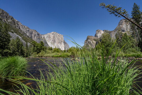 Yosemite National Park, California. Sierra Nevada. Yosemite Valley View. The Merced River is a 145-mile (233 km)-long tributary of the San Joaquin River. Carex nudata is a species of true sedge.	