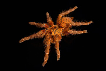 Closeup of the orange baboon tarantula Pterinochilus murinus (red colour form), a spider species from Southern and Eastern Africa photographed on black background.