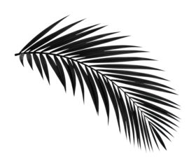 Captivating palm leaf nature scene minimalist style studio light nature's elegance. Cut out png