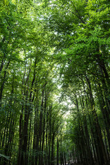 Lush green forest with sunlit canopy and woodland path