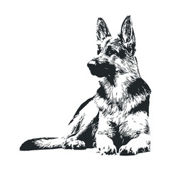 Detailed black and white illustration of a german shepherd dog lying down