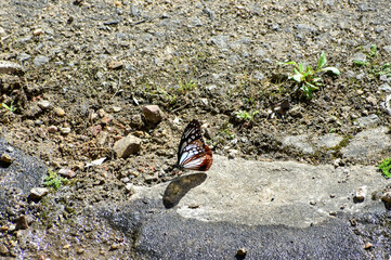 A beautiful butterfly with brown and white wings rests on a wet, rocky ground under bright sunlight.