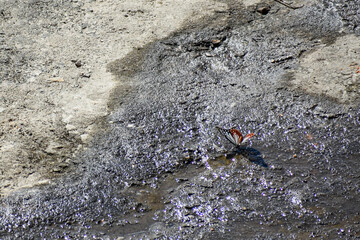 A beautiful butterfly with brown and white wings rests on a wet, rocky ground under bright sunlight.