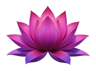 Vibrant lotus flower blooming nature scene tranquil environment serenity concept. Cut out png