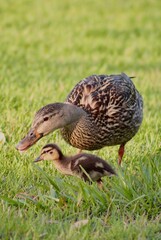 duck in the grass