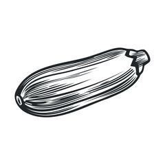 Hand-drawn zucchini illustration in black and white on white background