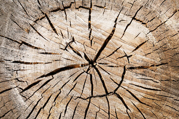 Fototapeta premium Tree trunk cross section with visible annual growth rings and natural cracks. Detailed wood texture background. Symbol of age and time passage in nature. Rustic material for design.