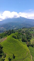 Fototapeta premium Lush green tea terraces on mountainside