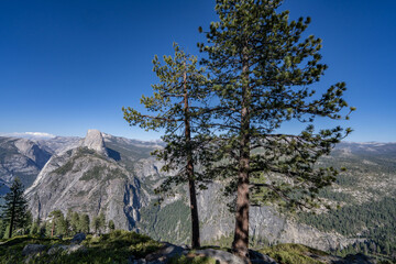 Washburn Point, Glacier Point Rd, Yosemite National Park, Mariposa County, California. Sierra Nevada. pine / Pinus