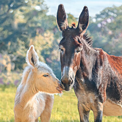 Stylized digital photo art of Standaard Donkey Jenny and foal tenderly touching muzzles